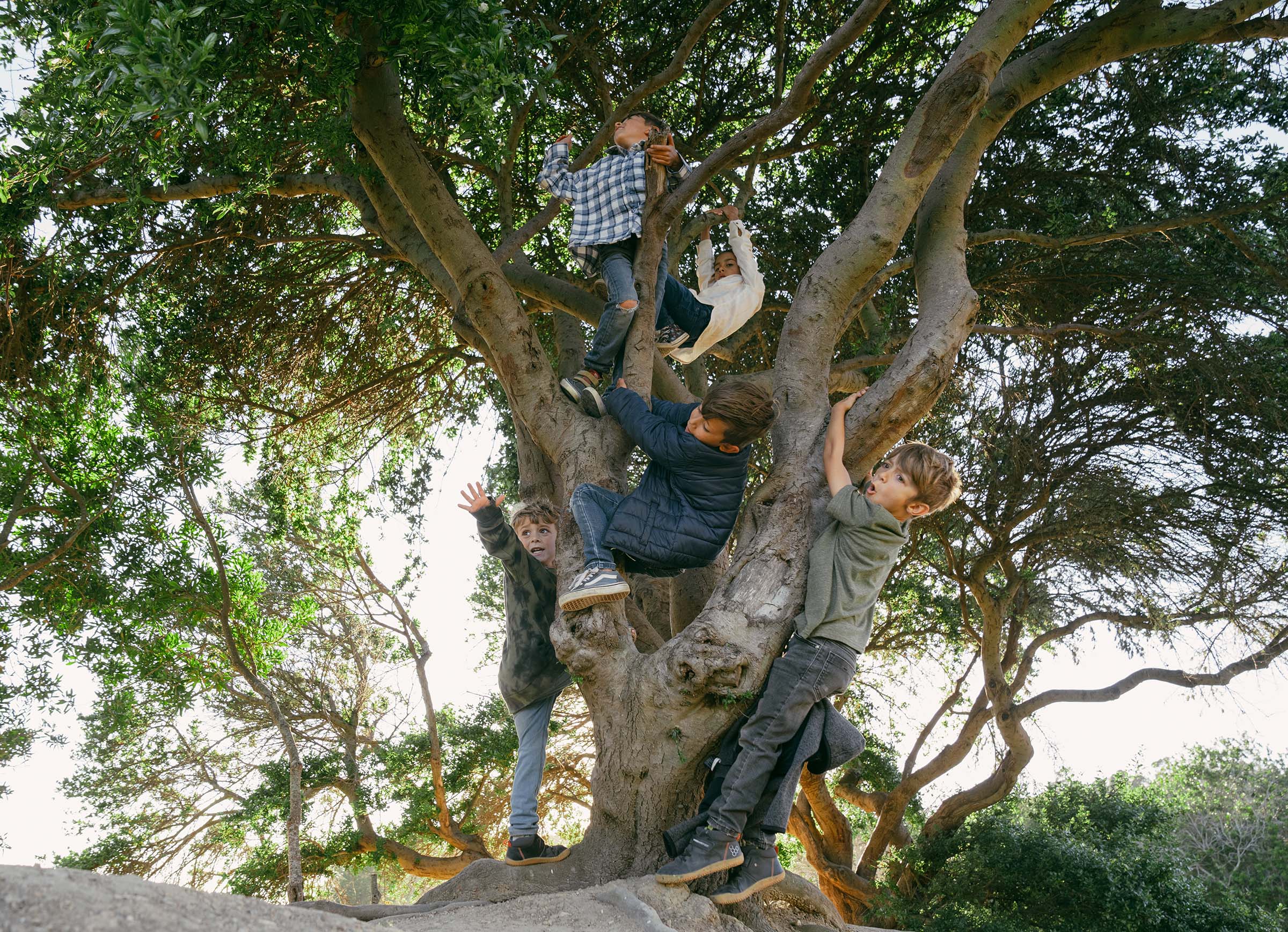 Kids climbing a tree